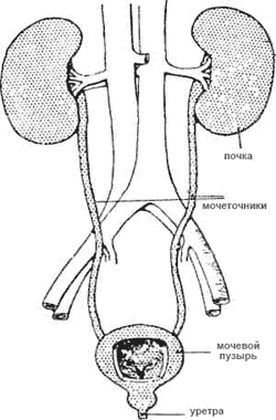 Строение почек и мочевыводящих путей